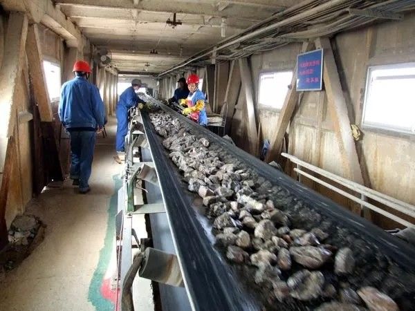 Odporny na wysoką temperaturę płaski przenośnik taśmowy dla górnictwa węgla kamiennego 130 - 320 T / H